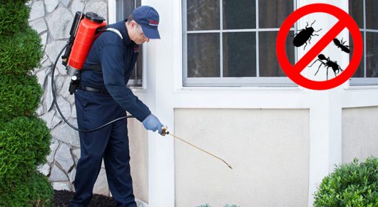 Poligon Bit İlaçlama böcek ilaçlama ve haşere kontrolü — ilaclama-tr.com